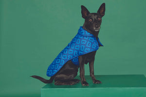 Dog Coat - Blue Monogram