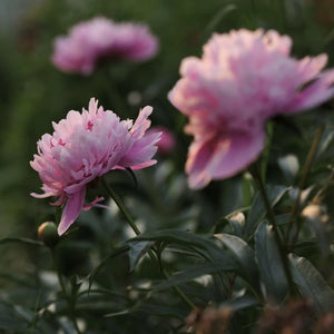 Body Balm Tube 120mls  - Peony