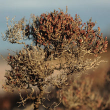Load image into Gallery viewer, Body Balm Tube 120mls  - Saltbush