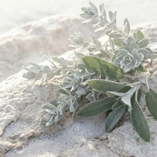 Load image into Gallery viewer, Saltbush Hand Cream 80ml